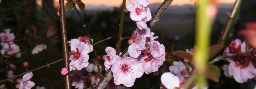 Flowering plum against the Scenic Rim